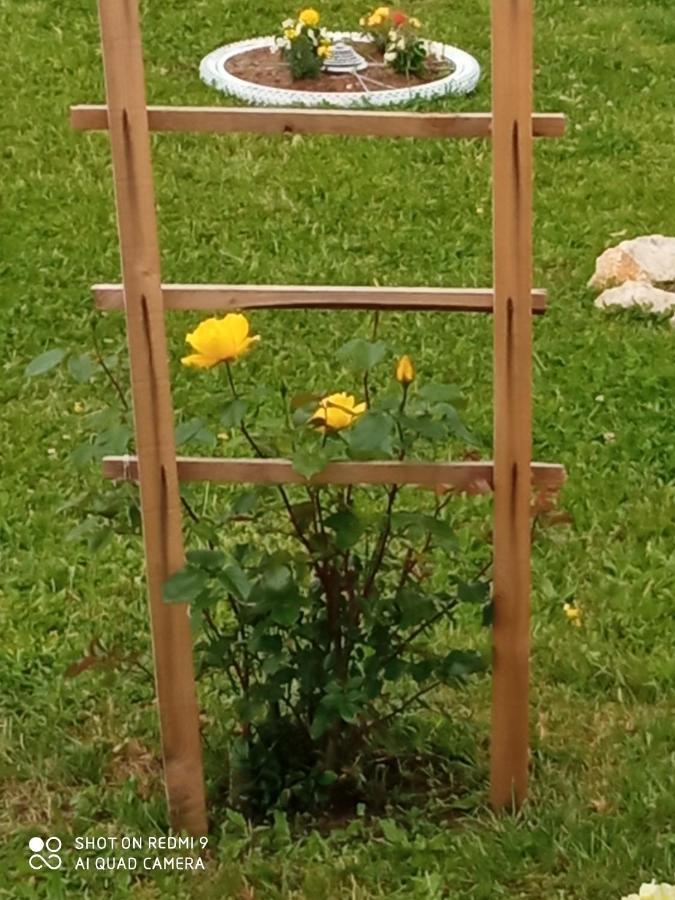 Yellow Rose Раковица Екстериор снимка