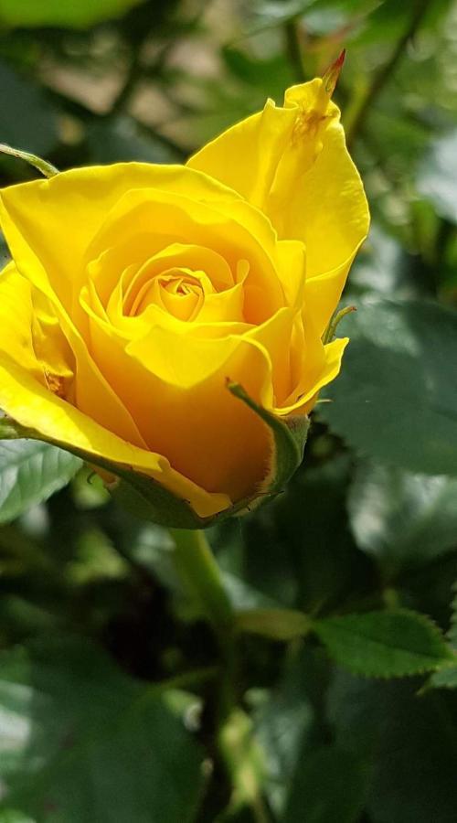 Yellow Rose Раковица Екстериор снимка